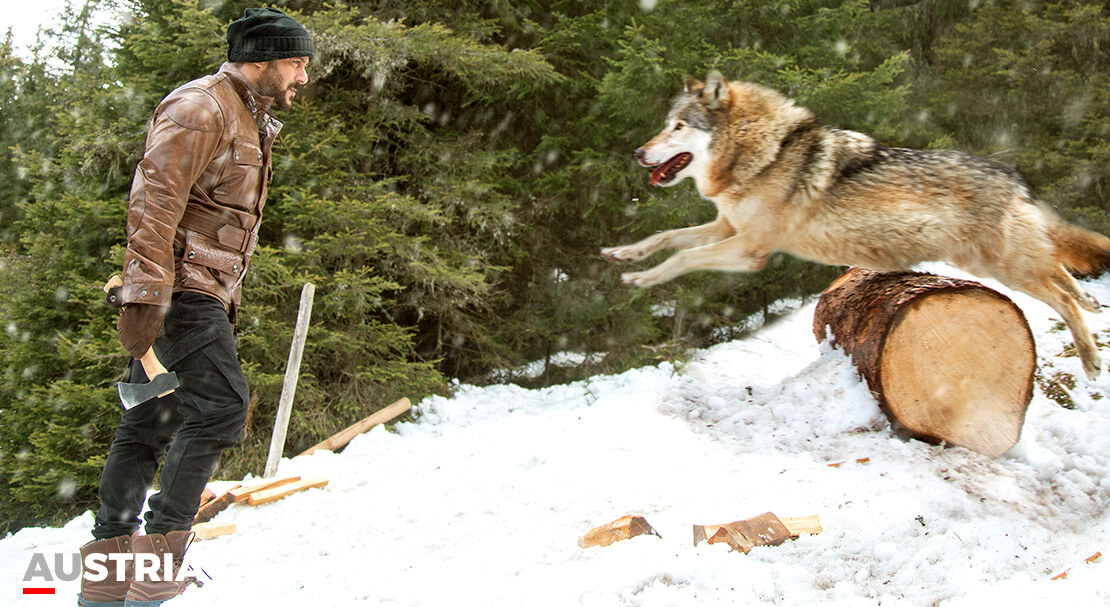 Salman Khan shooting an action scene with a wolf in Austria for the film TIGER ZINDA HAI